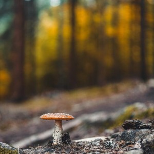 Szumawa. Fot. Kamil Zemlicka_shutterstock