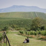 Winnice. Fot. Ondřej Čechvala